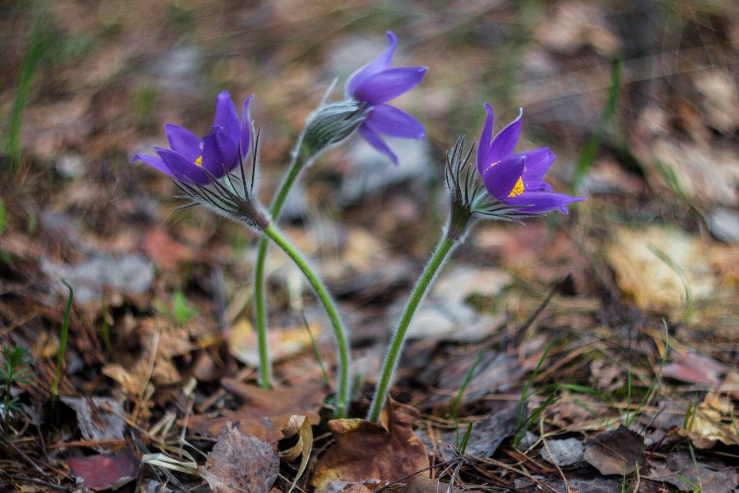 , Руслан Востриков