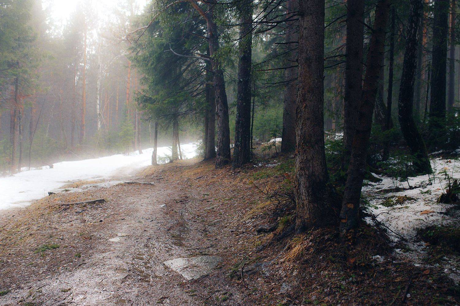 апрель, весна, лес, туман, природа, снег, Евгений Толкачёв