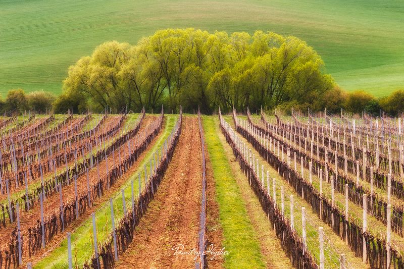 Чехия, Моравия, пейзаж, весна, 2018, фототур, Илышев, природа, поля, Южная Моравия, Весна в Моравии фото превью