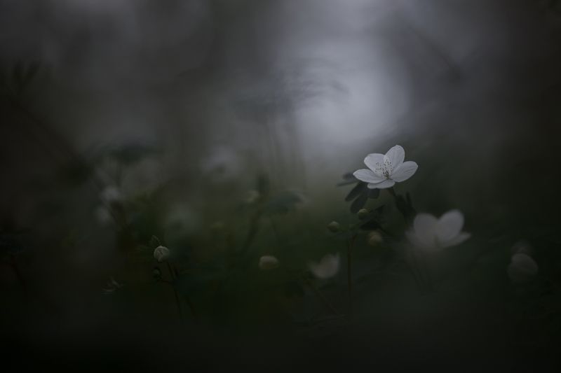 Затянуло - быть дождю фото превью