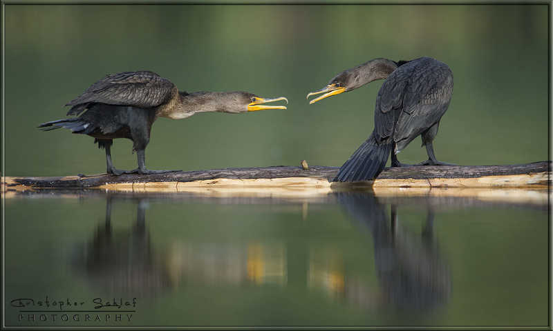 Negotiating фото превью