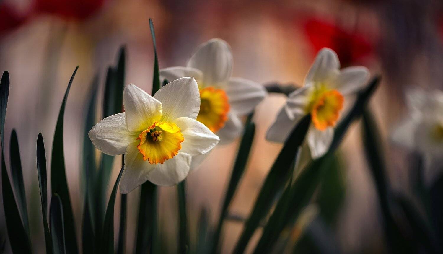 природа, макро, весна, цветы, нарцисс, Неля Рачкова