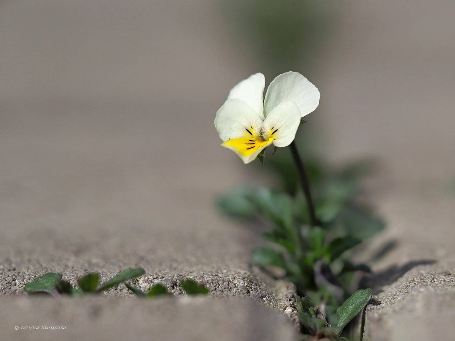 цветок, анютка, виола, макро, флора, весна, Шипилова Татьяна