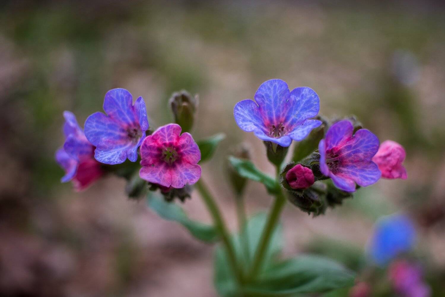 , Руслан Востриков