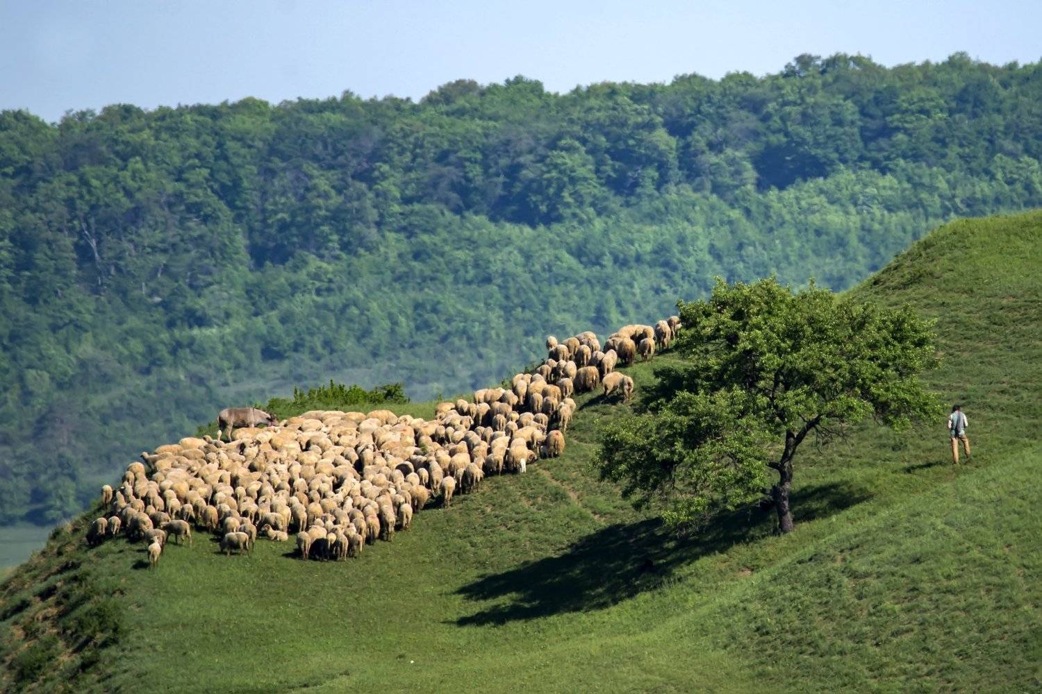 , Александр Алексеев