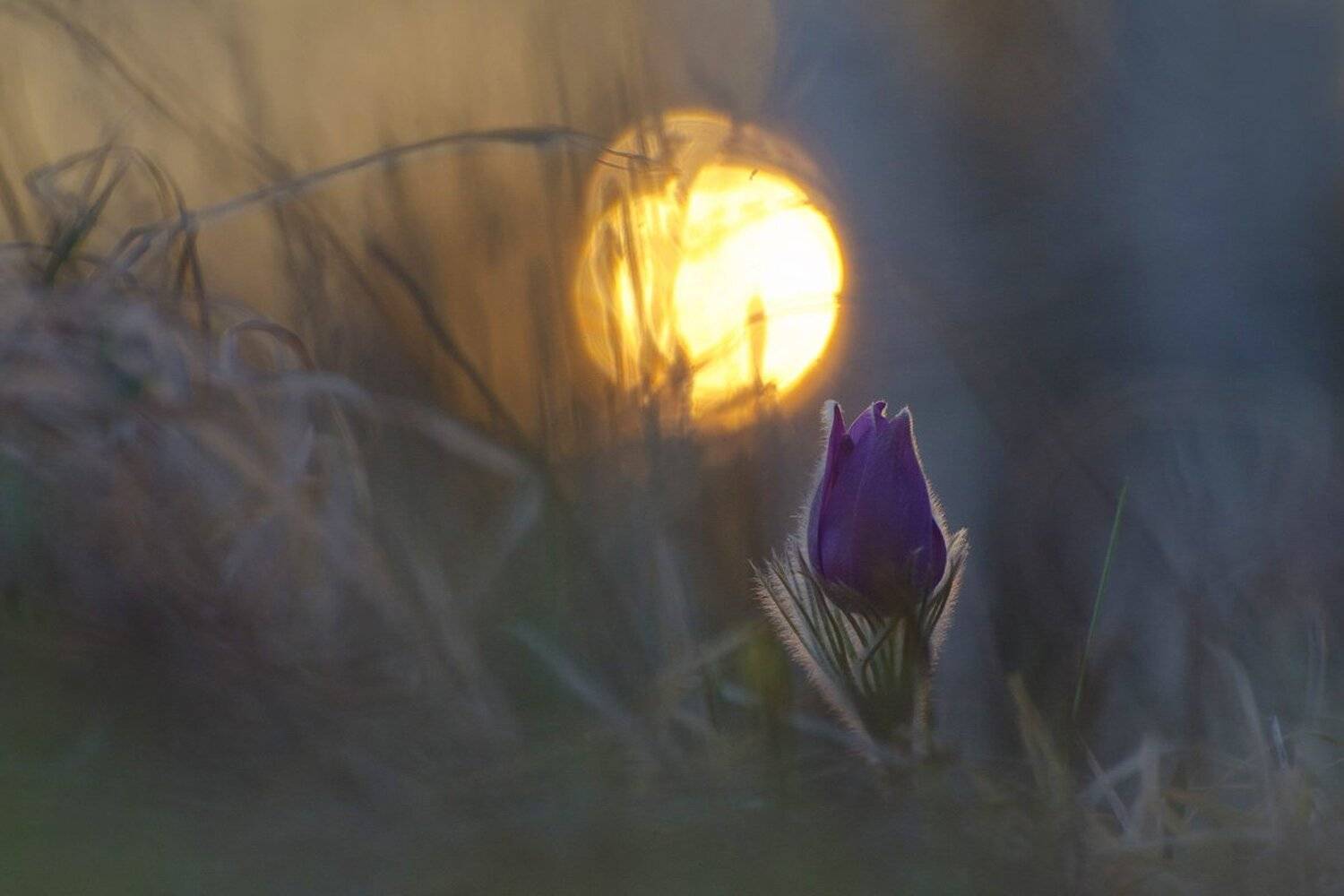 прострел, сон - трава, вечер, Михаил Агеев
