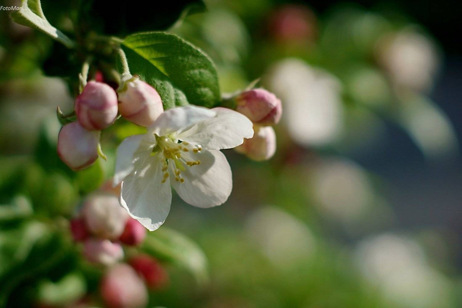 , Марина Соколова
