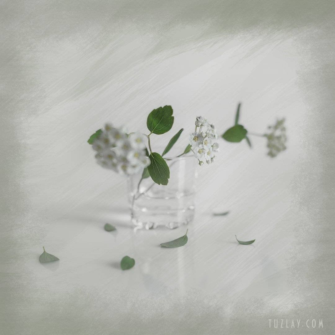 спирея, весна в стакане, невеста, квадратик холст, Владимир Тузлай