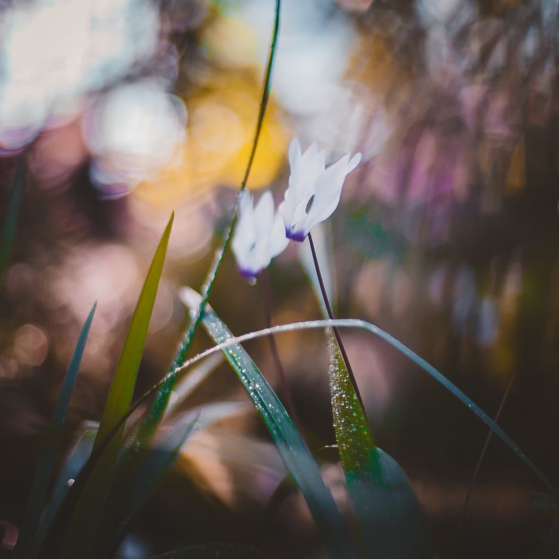 природа, макро, пейзаж, ботаника, цветы,боке В ботаническом саду фото превью