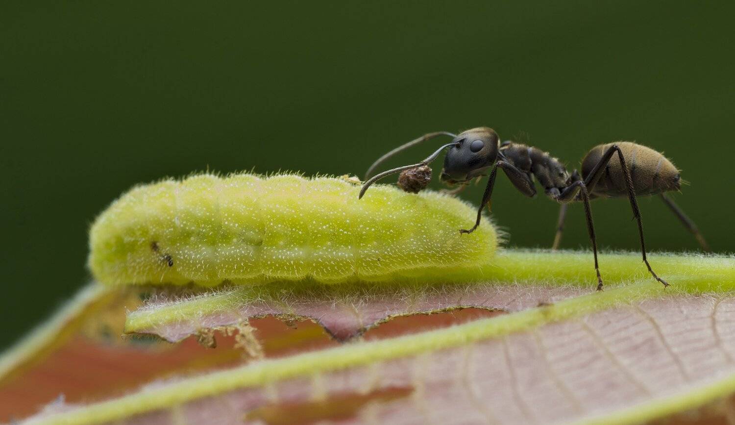 #macro#ant#caterpillar#colors, Choo How Lim