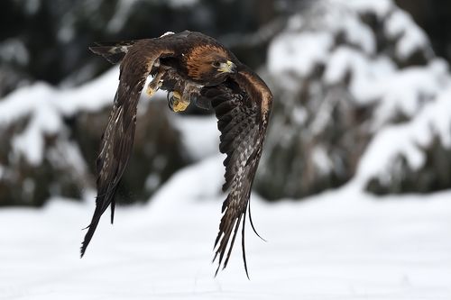 Golden eagle