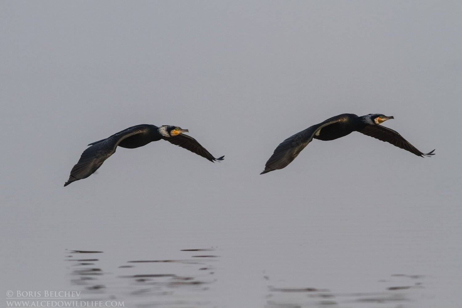, Борис Белчев