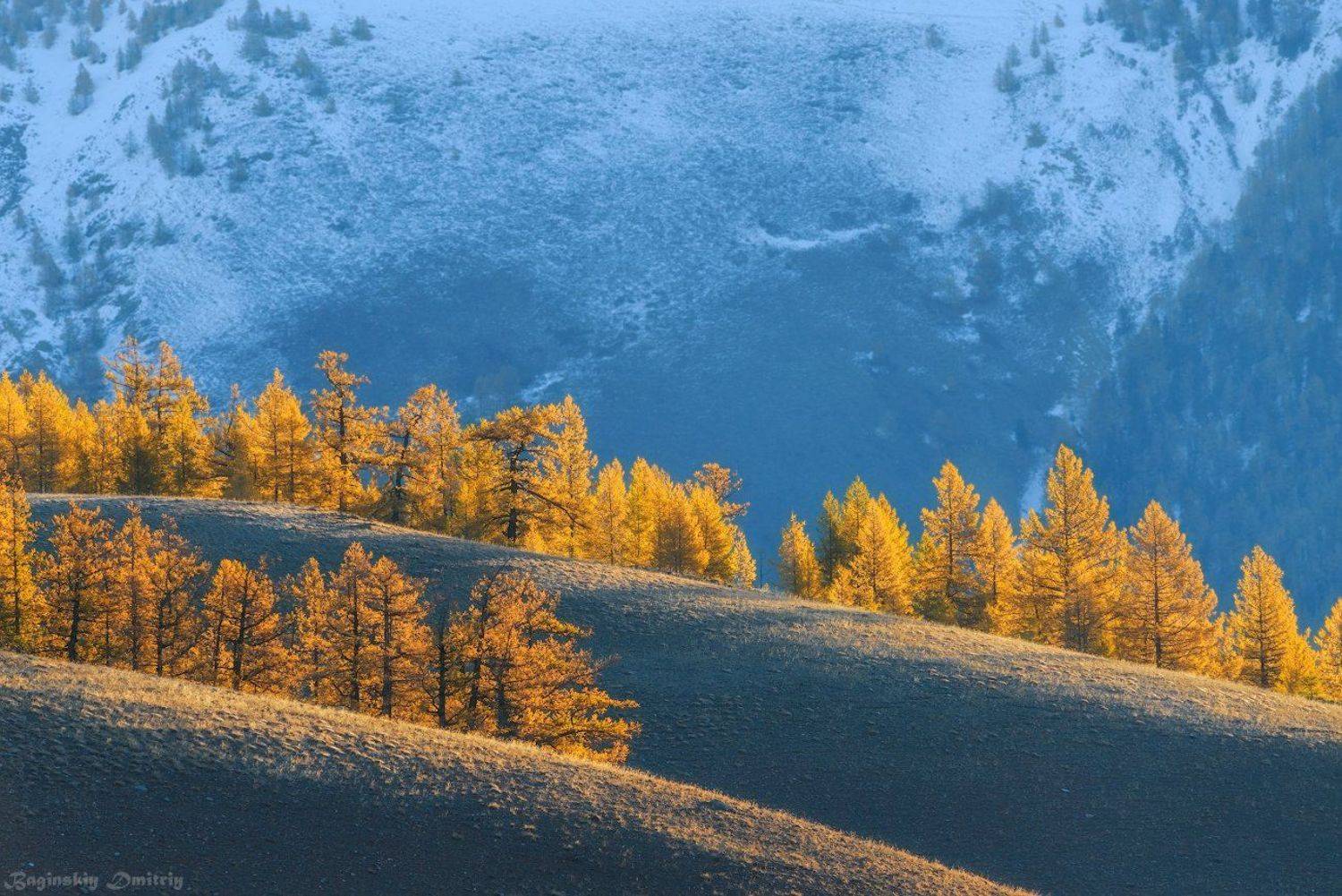 , Dmitriy  Baginskiy