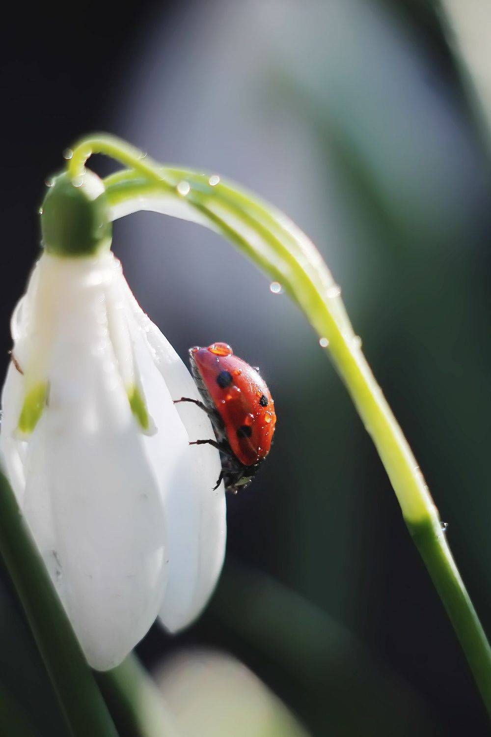 , Анастасия Колесникова