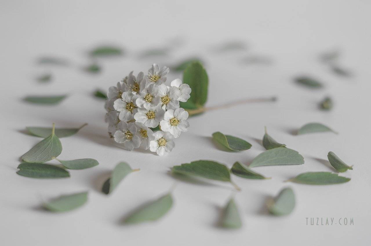 спирея, невеста, листки спиреи, цветок спиреи, Владимир Тузлай