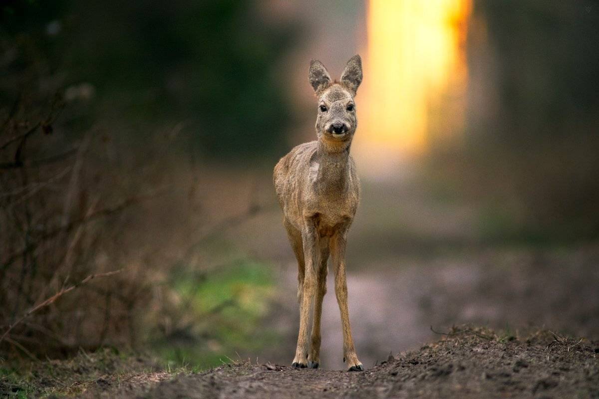 animal, wildlife, roe-deer, Wojciech Grzanka