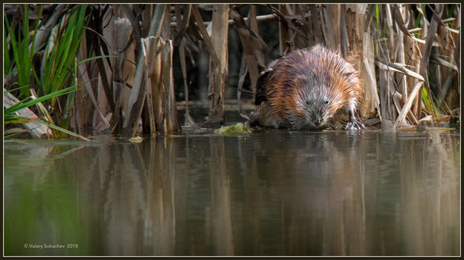 , Валерий Субачев