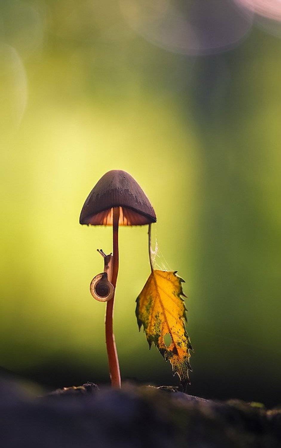 , Вячеслав Мищенко