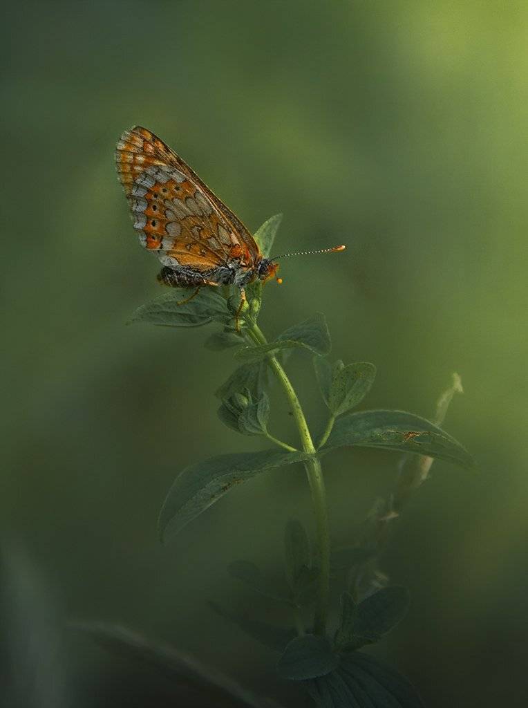 , Елена Рубинская