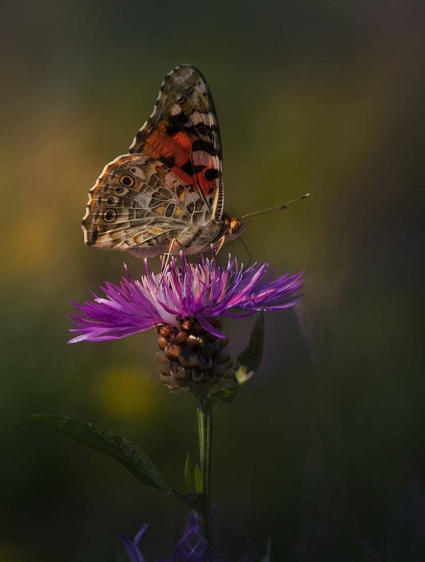 , Елена Рубинская