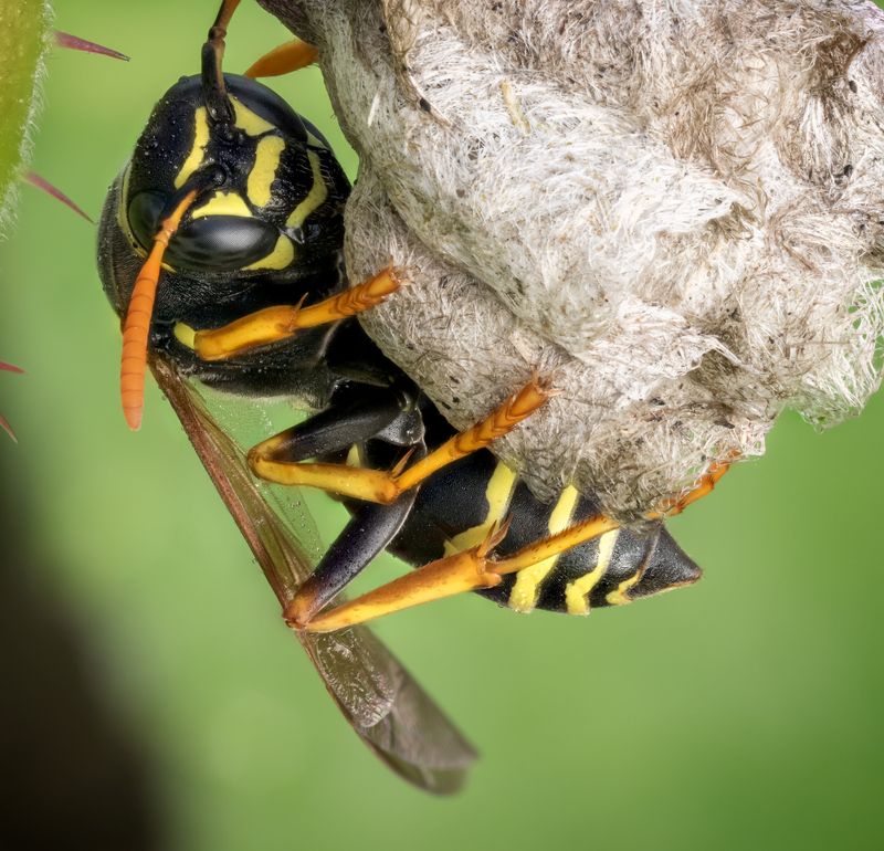Оса на гнезде фото превью