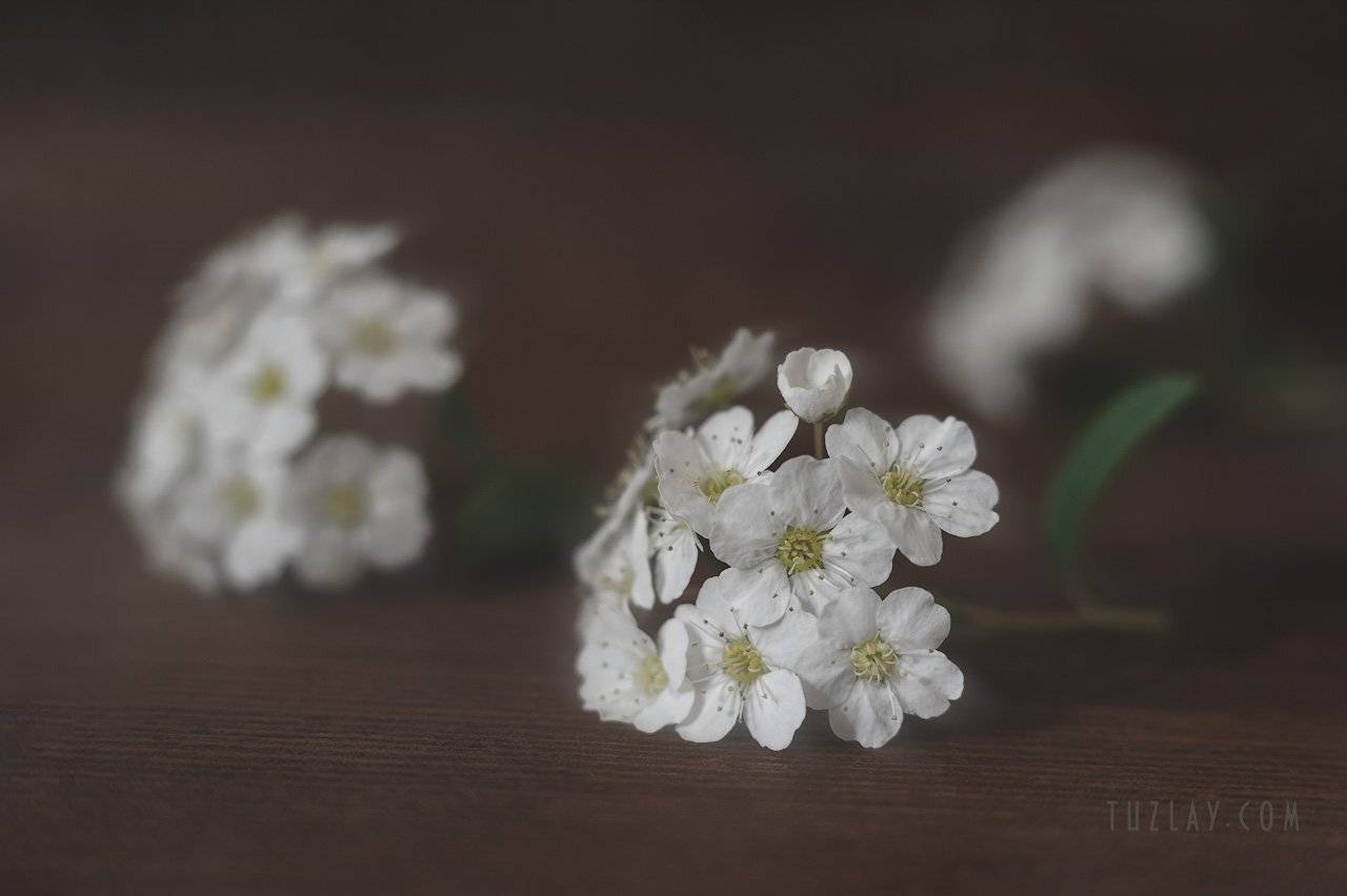спирея, невеста, листки спиреи, цветок спиреи, Владимир Тузлай
