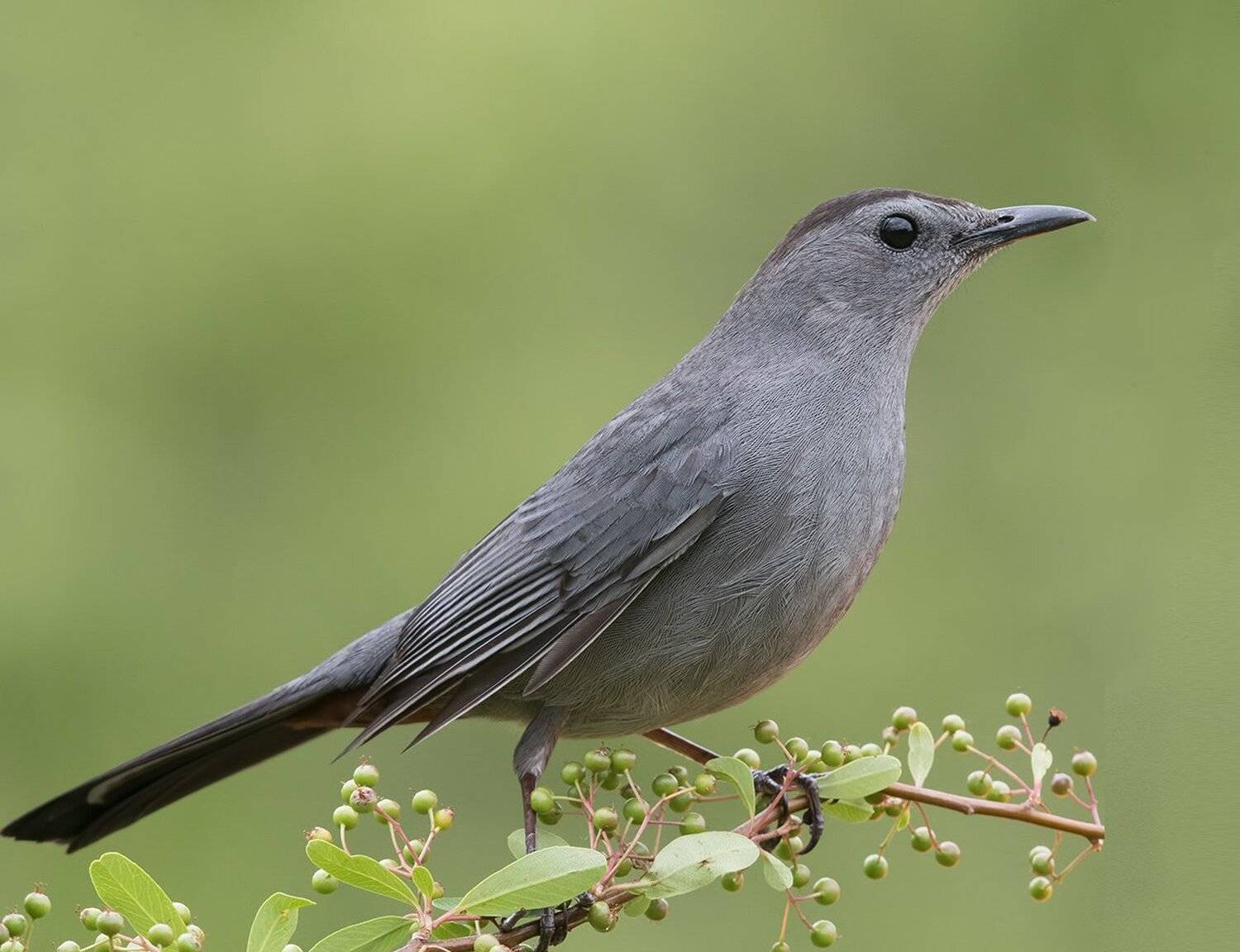 grey catbird, пересмешник, Elizabeth Etkind