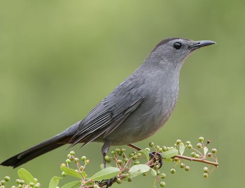 Grey Catbird - Кошачий пересмешник