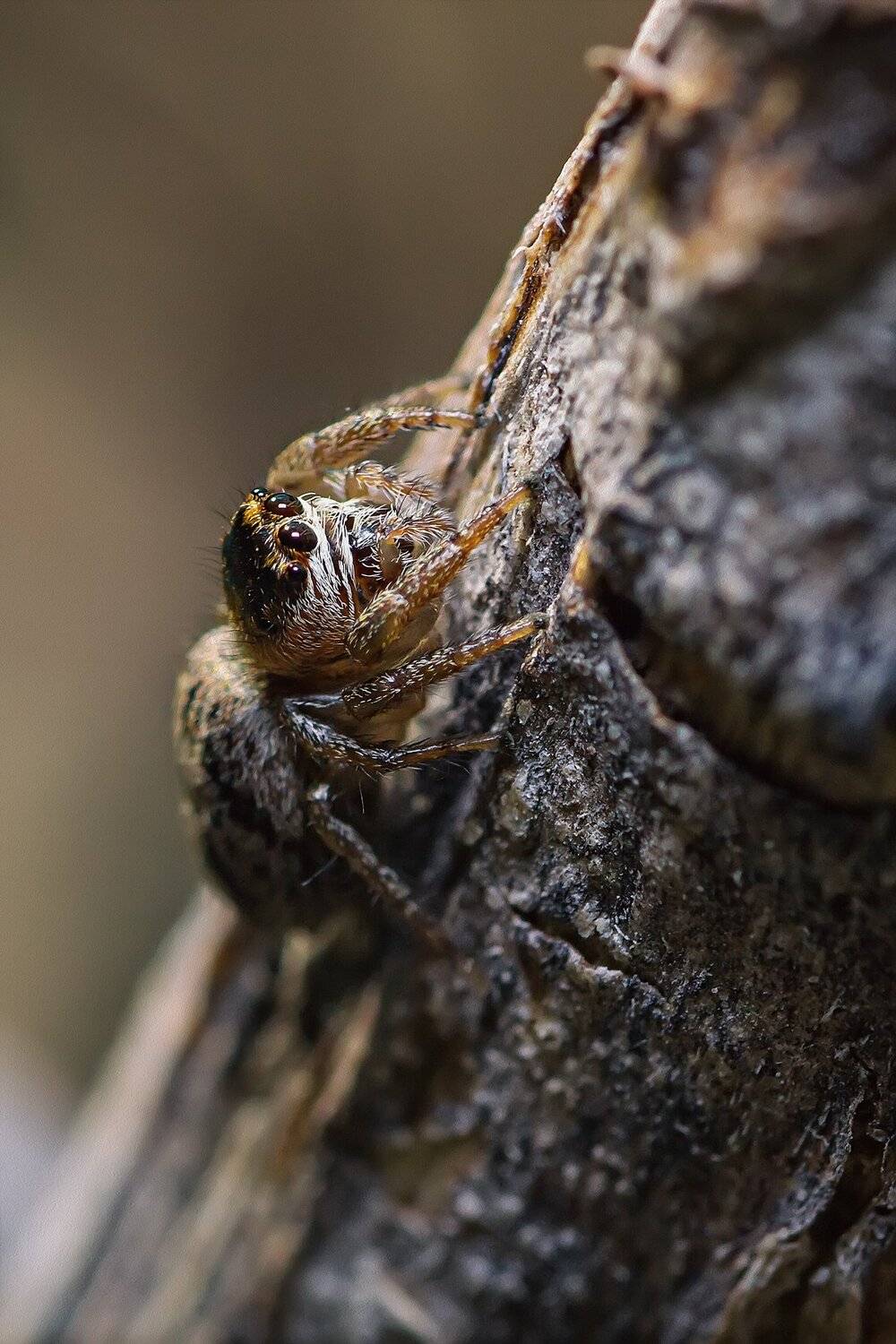 паук,лапы,дерево,цвет,осень, Юрий Котов