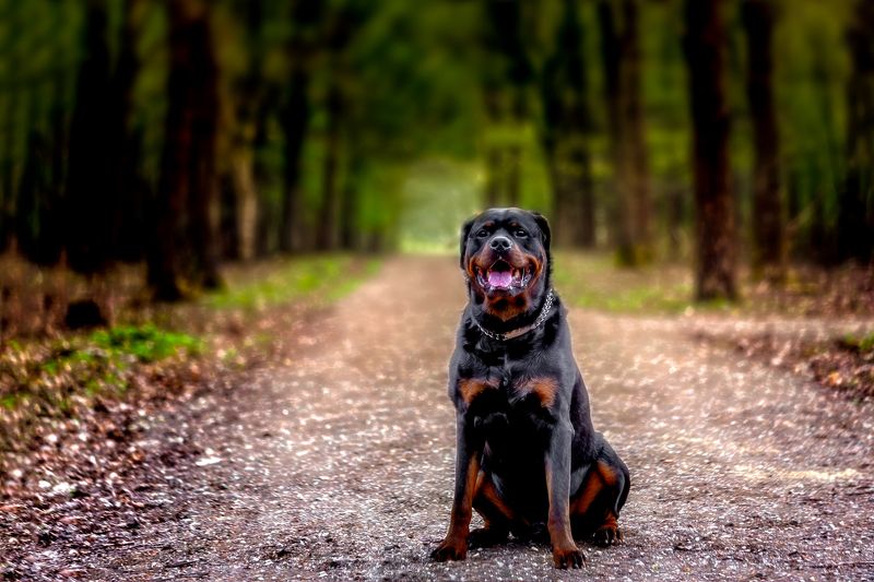 Agon фото превью