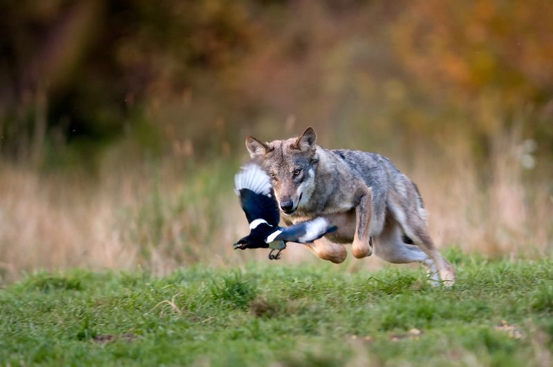 wolf, magpie, wildlife, animals, Wolf chasing magpie фото превью