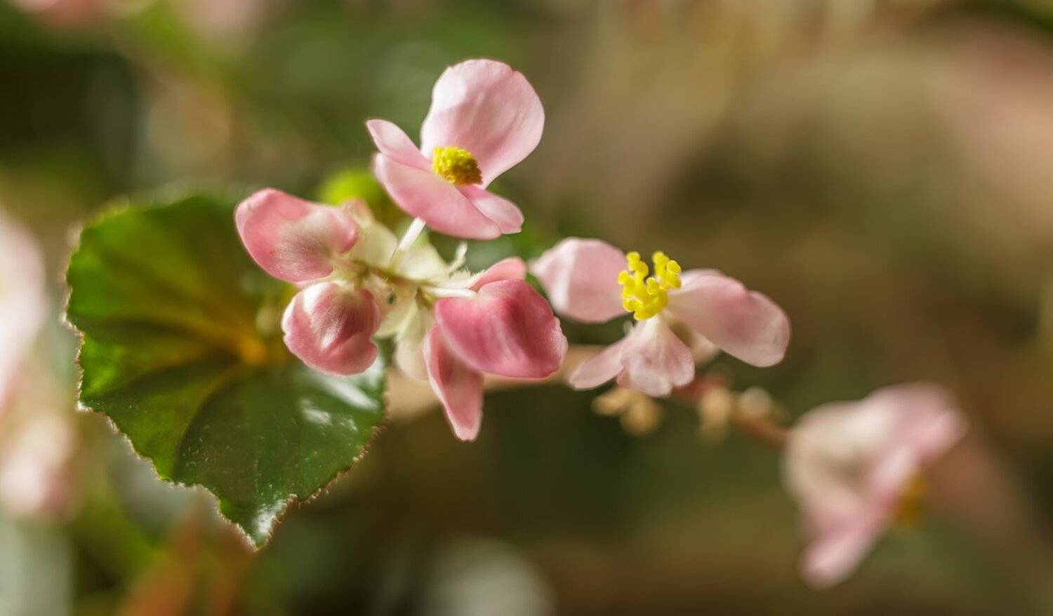 , Николай Андреев