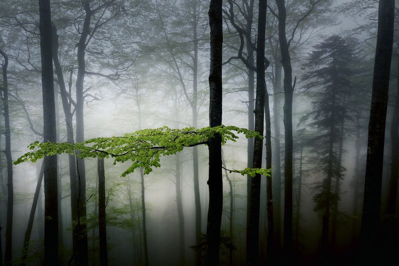 The Fairy Forest in Stara Planina фото превью