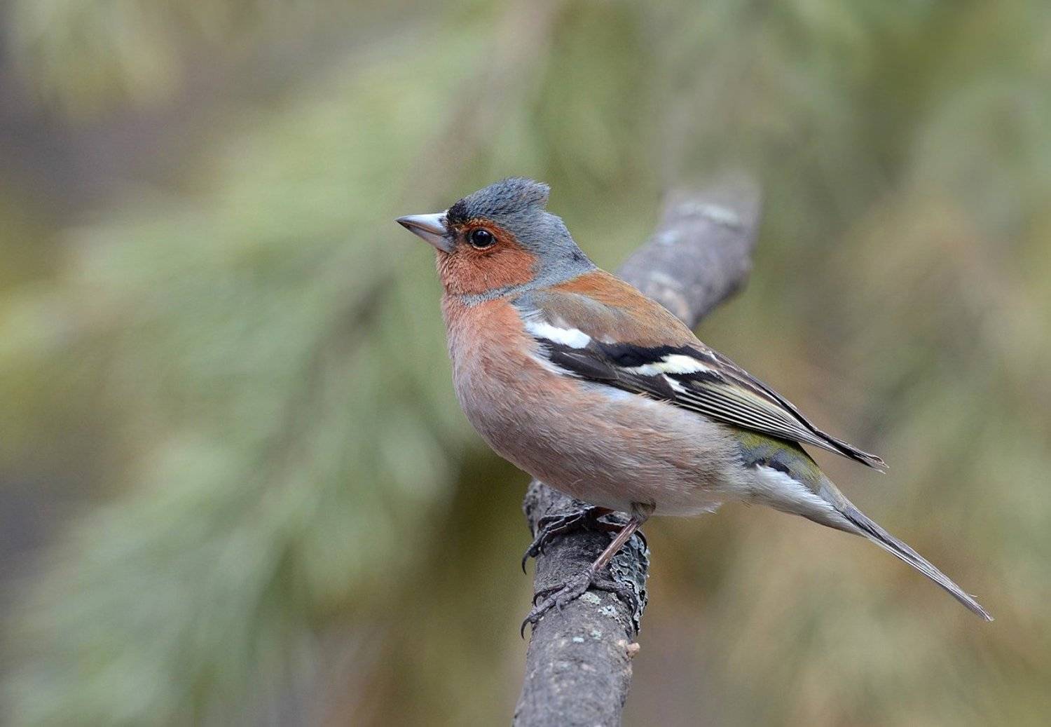 зяблик,самец,бор, Иван