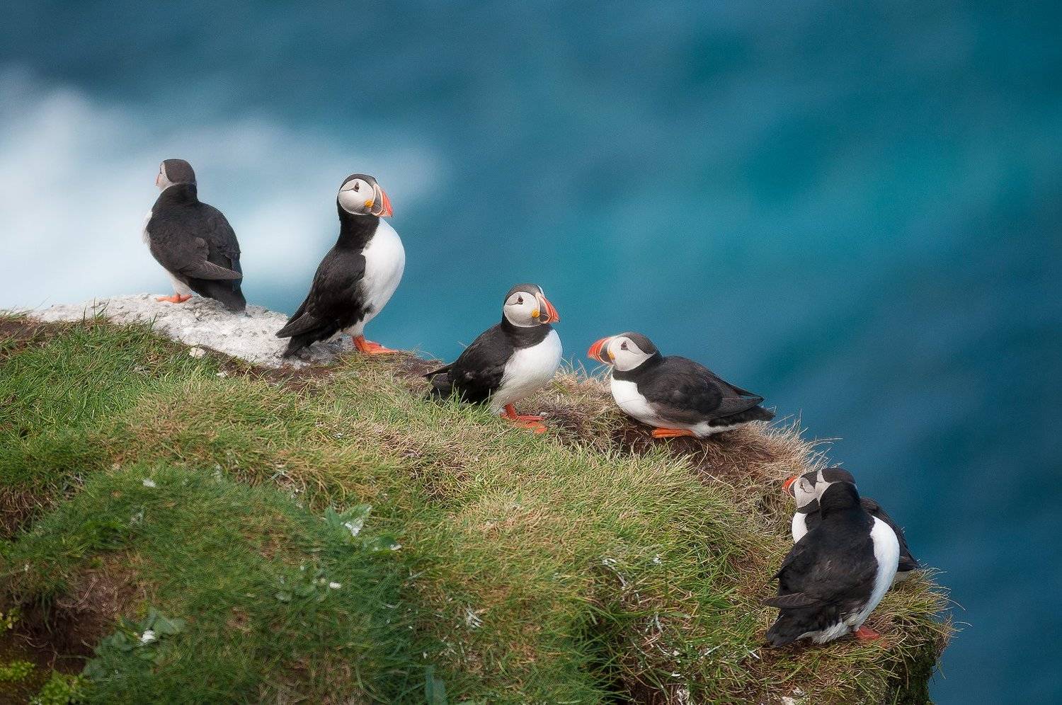 faroeislands, foroyar, puffin,  nikonphotography, Csomai David