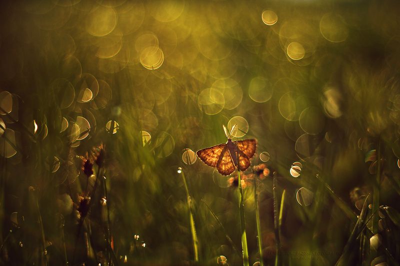 Morning meadow фото превью
