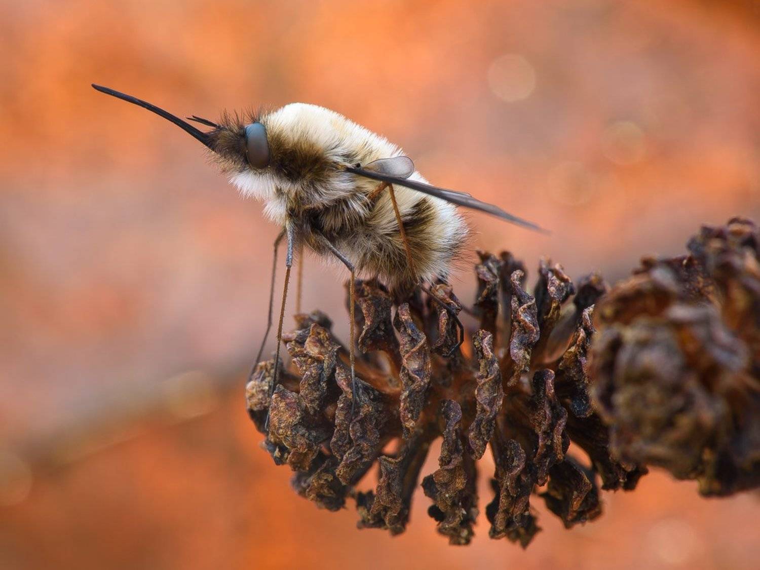 , Кузнецов Дмитрий