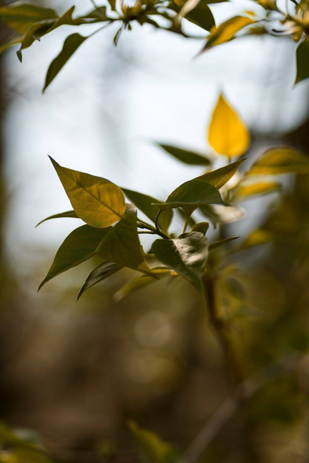 весна,природа,беларусь, Sixten ( Сергей )