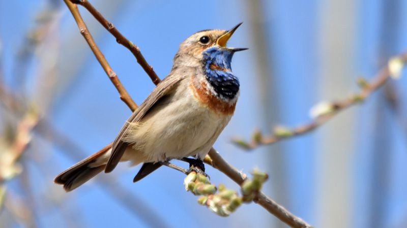 листопад Варакушка фото превью