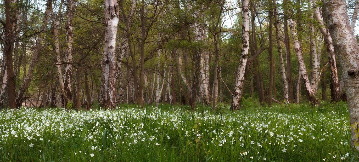 , Игорь Дубровский