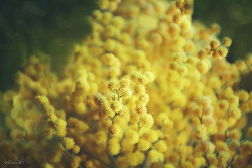 Цветочная колористика