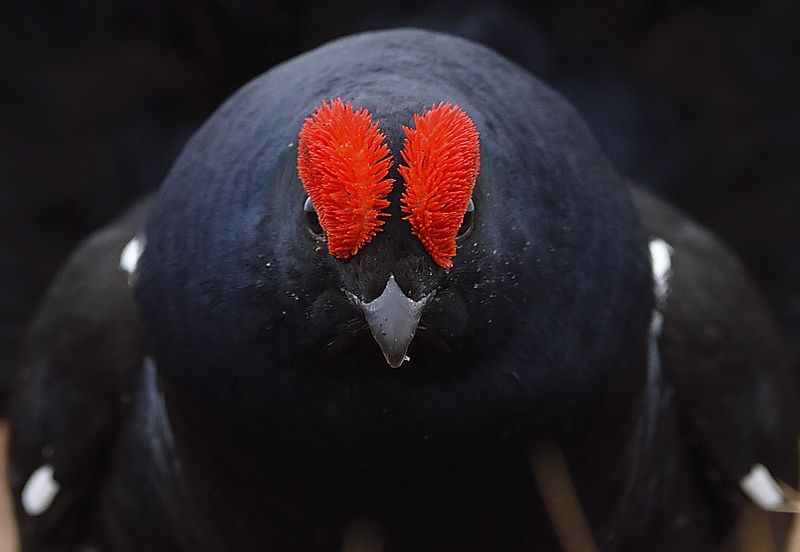 Брови. фото превью