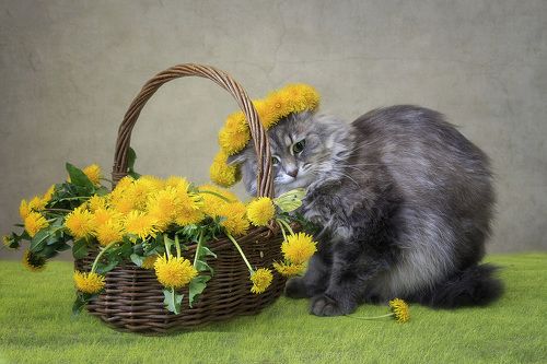 Весенний восторг