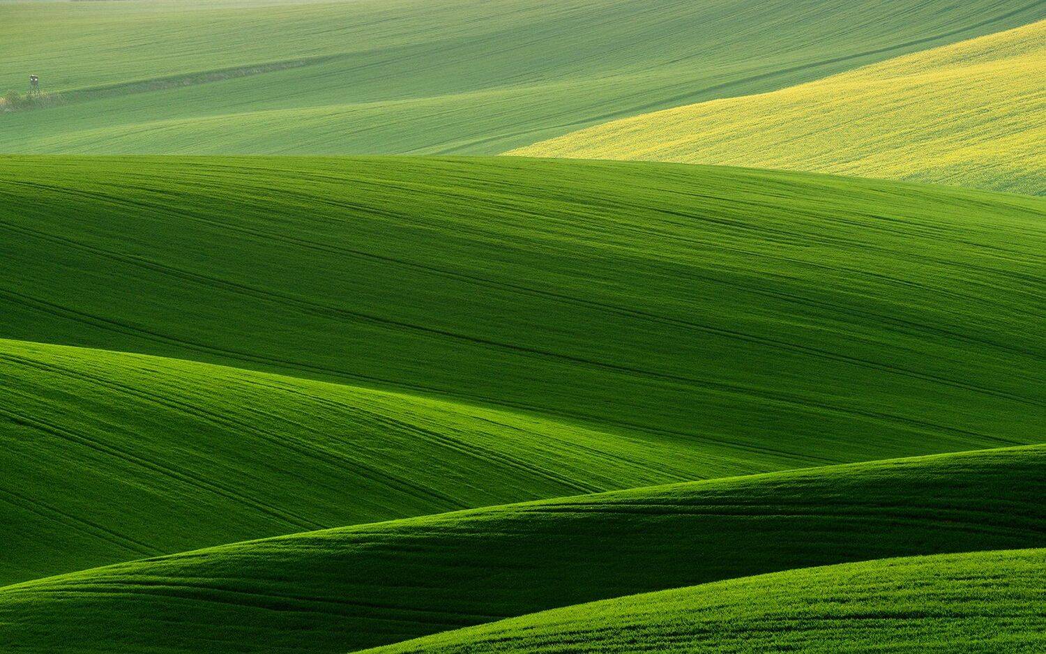 Green Line. Автор: suk eun kim , suk eun kim