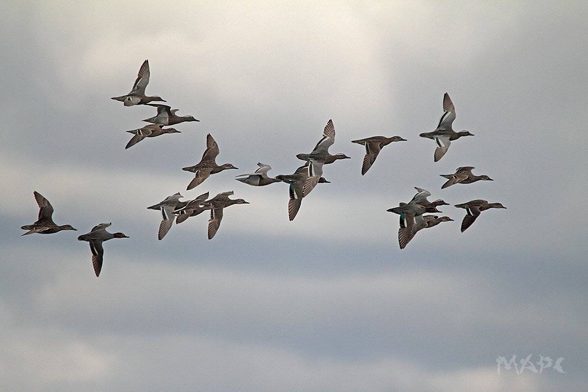 животные птицы утки трескунки весна, Шангареев Марс