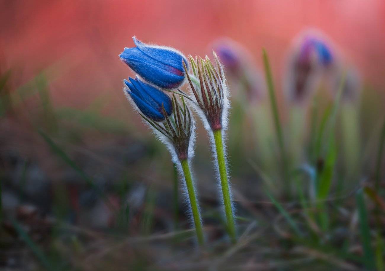 сон-, трава, Галанзовская Оксана
