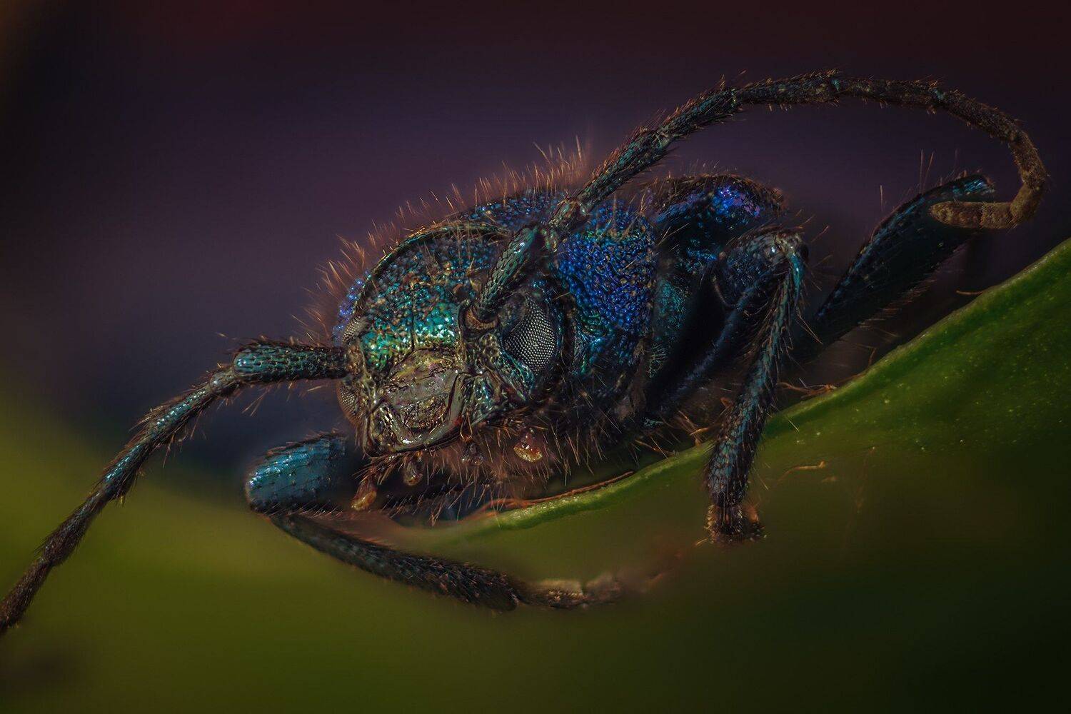 , Евгения Муравская