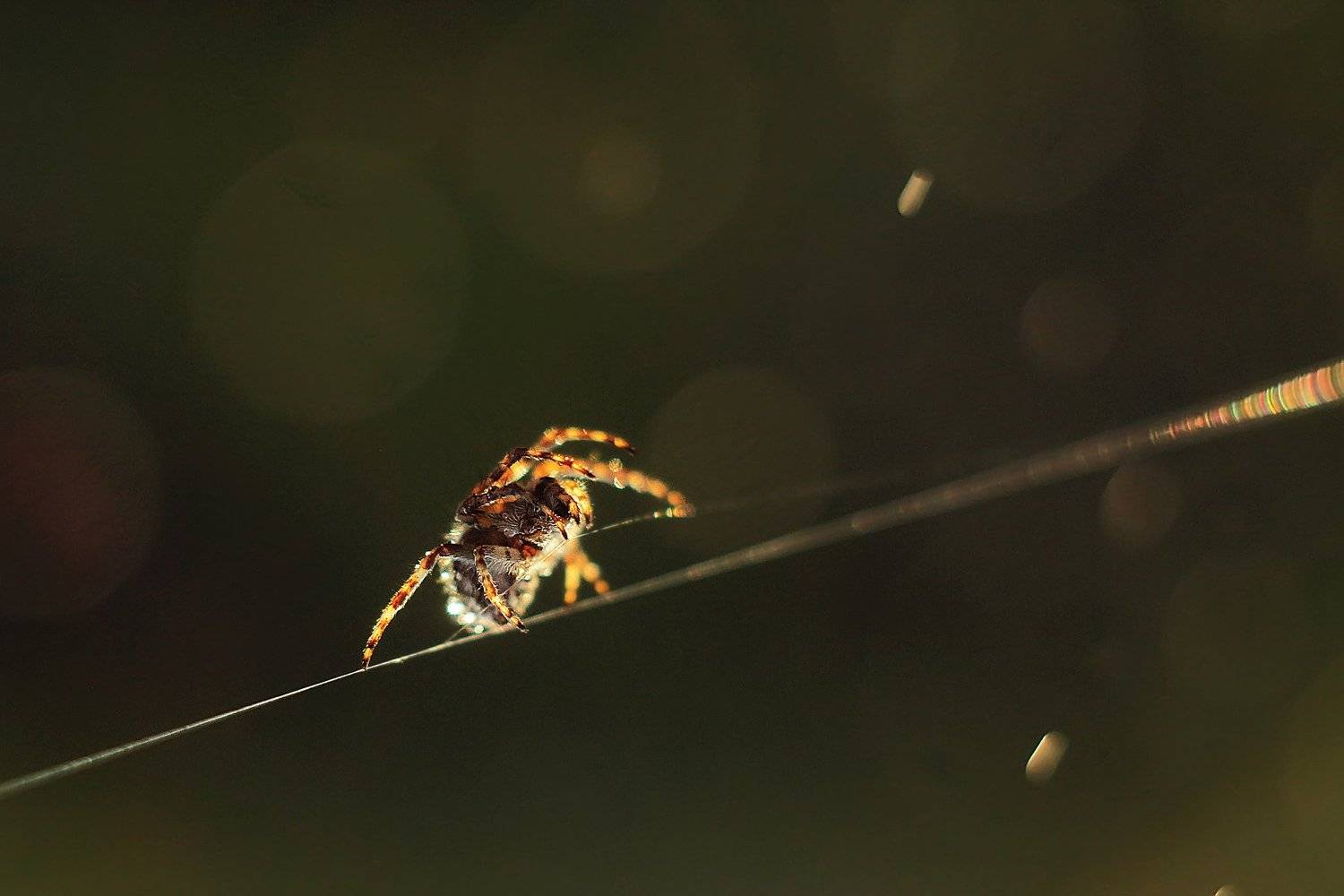 , Анастасия Колесникова