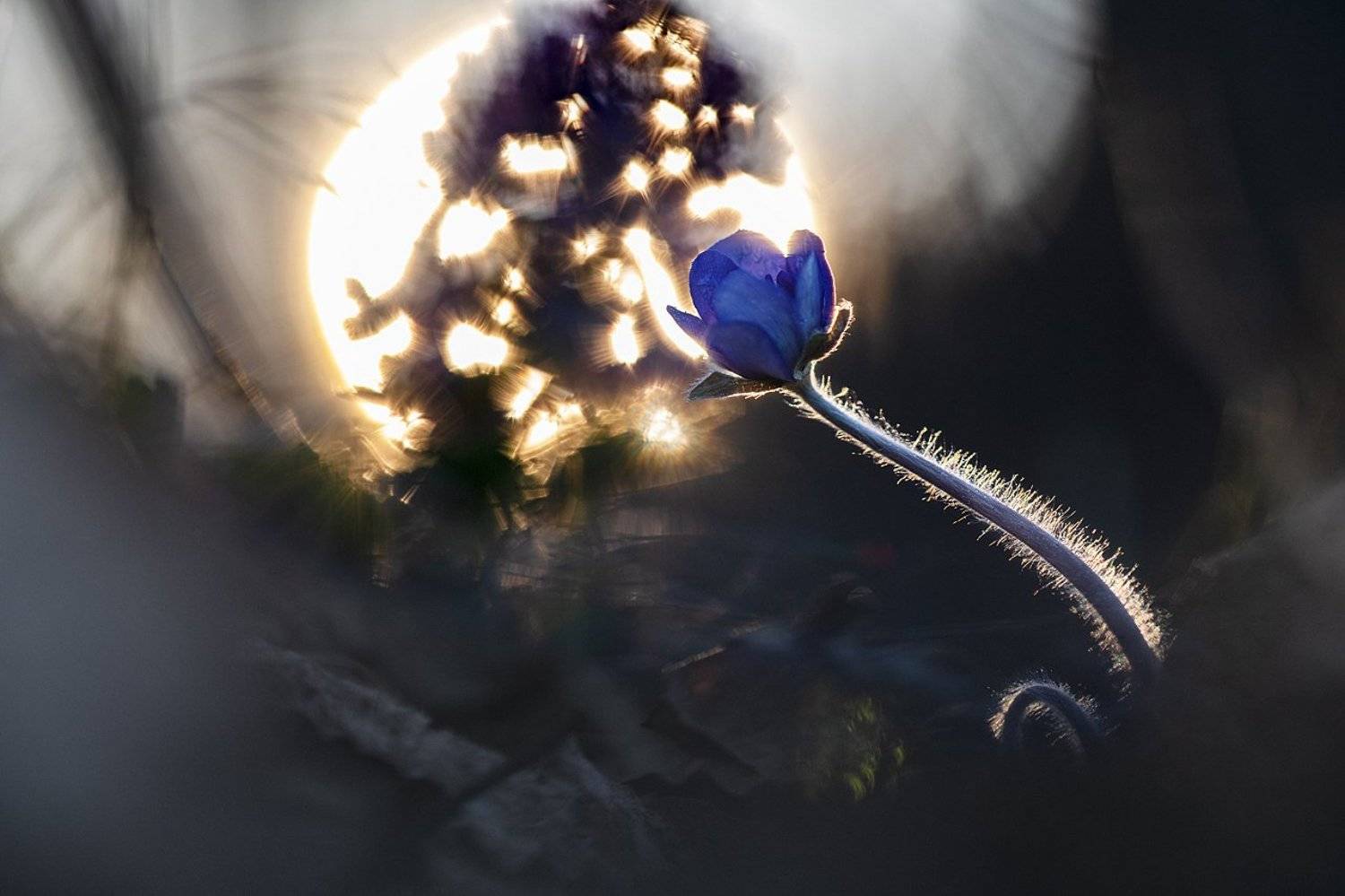 цветы,цветок,макро,растения,природа,печеночница,бокэ,закат, Александр Иванов