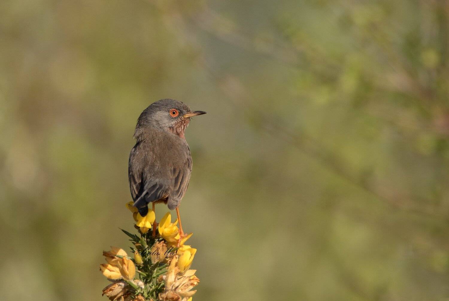 Dartford Warbler, Birds, Nature, Wildlife, MARIA KULA